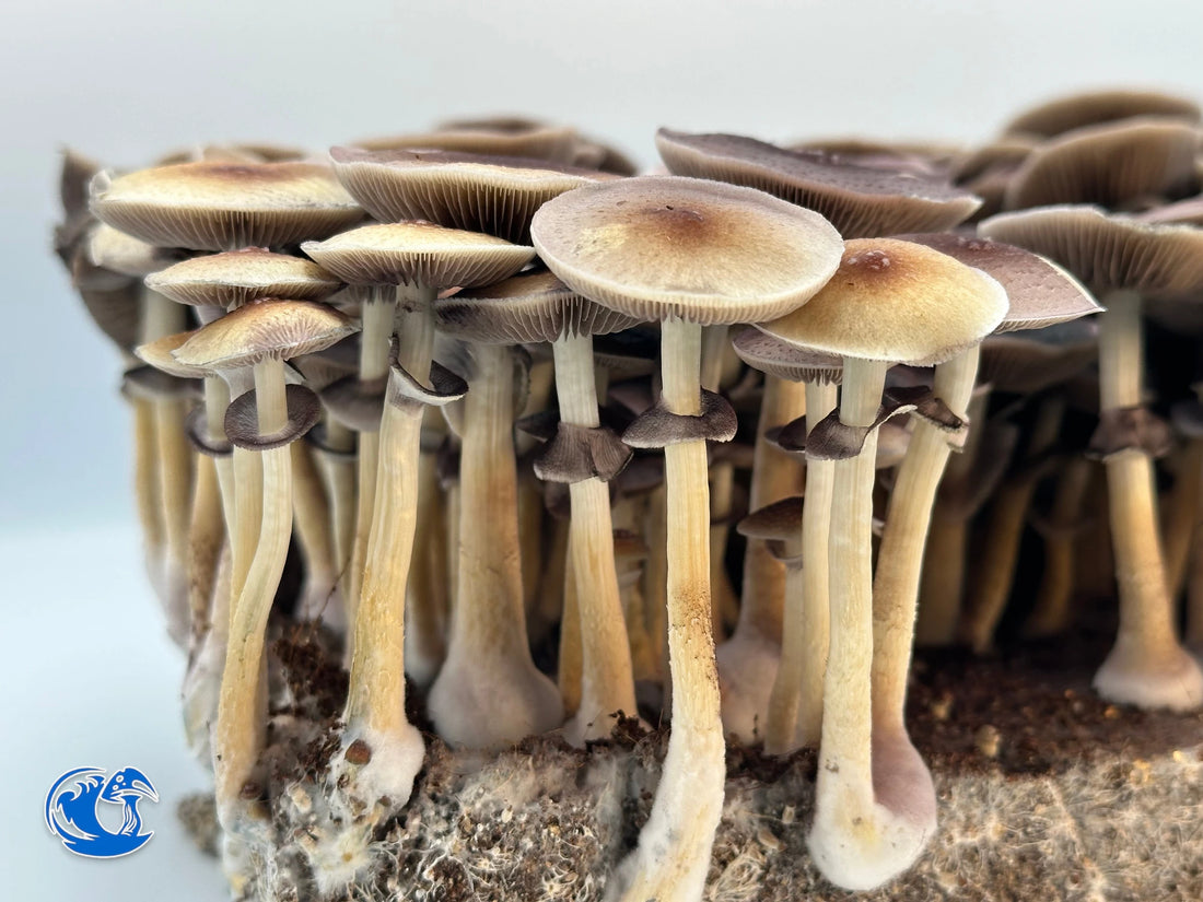 Purple Mystic Mushroom Strain