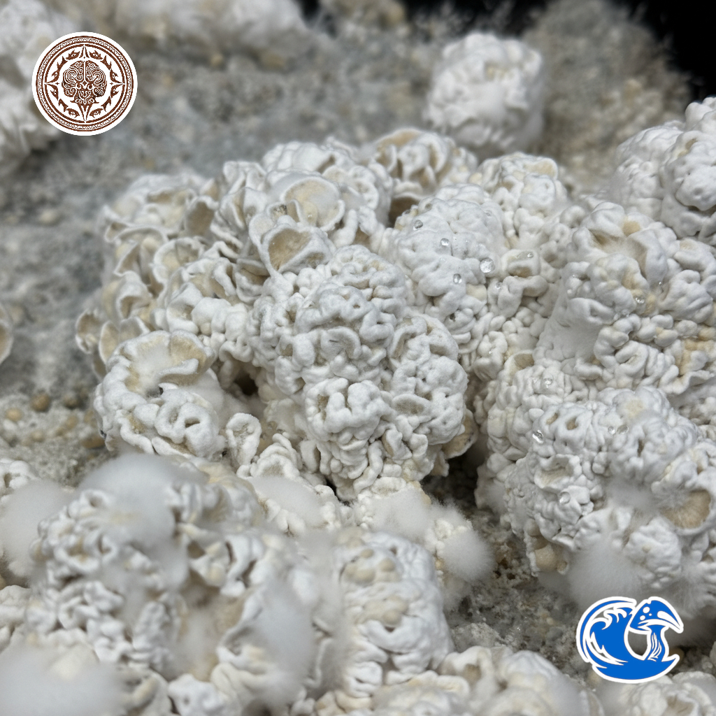 Enigma Liquid Culture Syringe