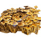 Golden Mammoth mushrooms