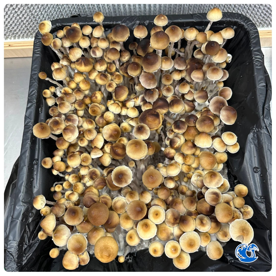 Menace Spore Syringe