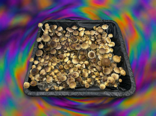 Menace mushrooms spores