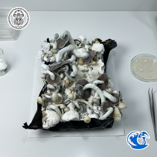 Yellow Umbo Liquid Culture Syringe