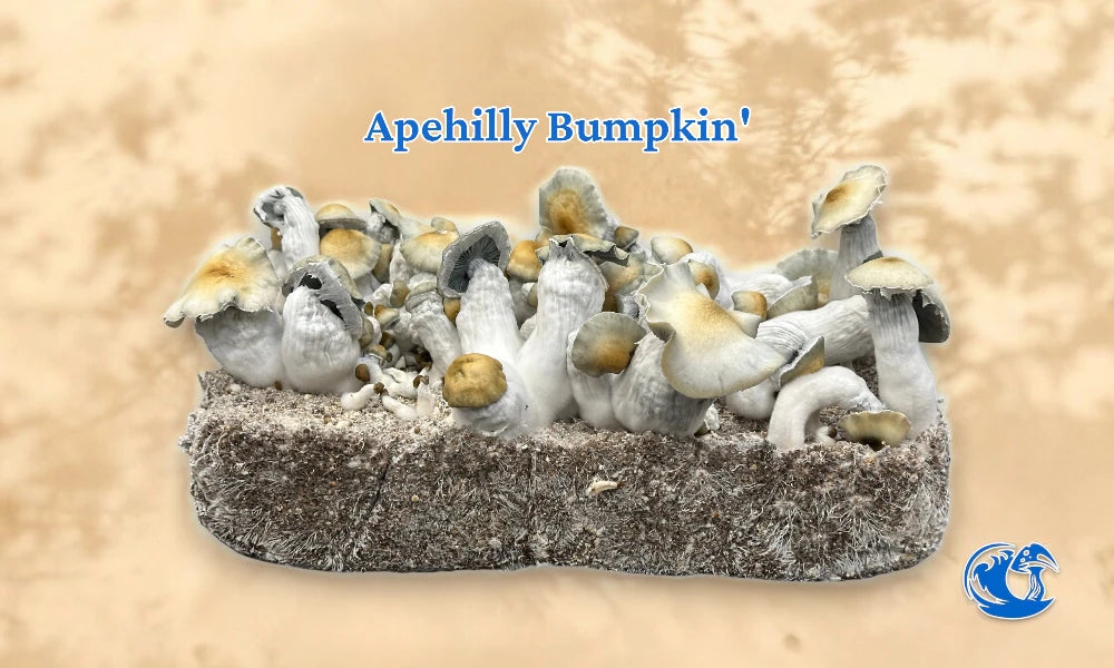 Apehilly Bumpkin' mushroom cake