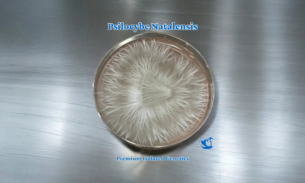 Psilocybe Natalensis Agar Plate