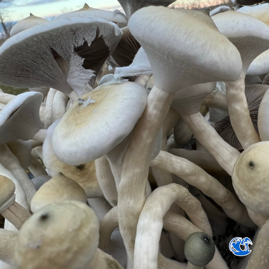 A+ Albino Spore Syringe