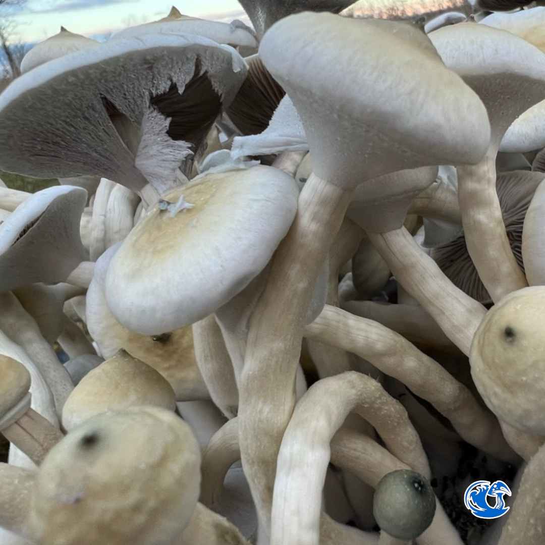 A+ Albino Spore Syringe