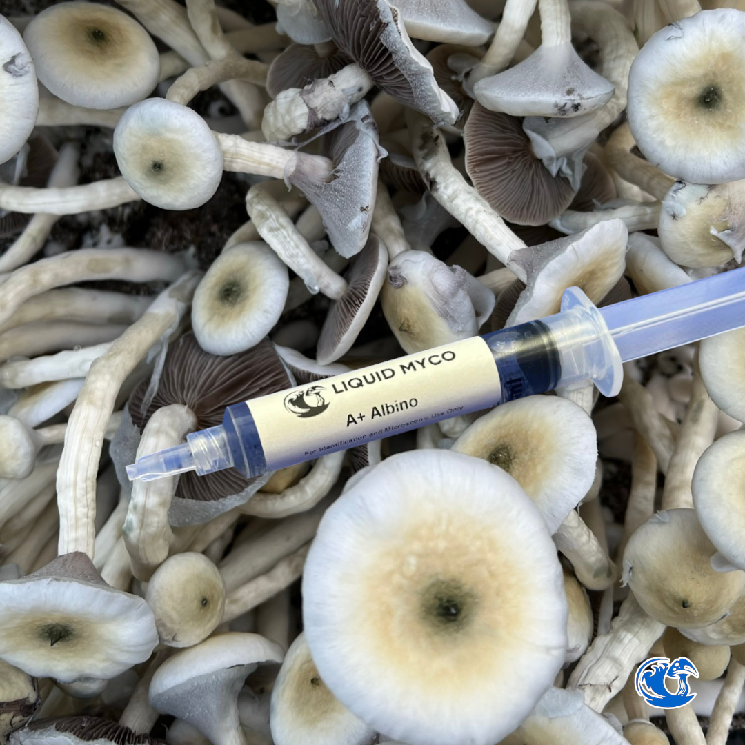 A+ Albino Spore Syringe