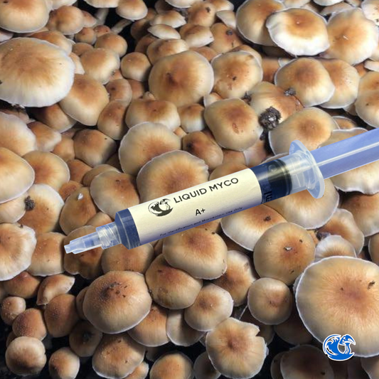 A+ Spore Syringe