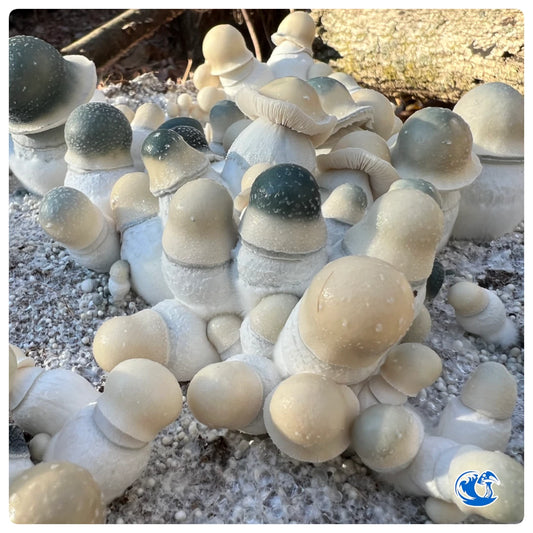 Albino Penis Envy Mushrooms