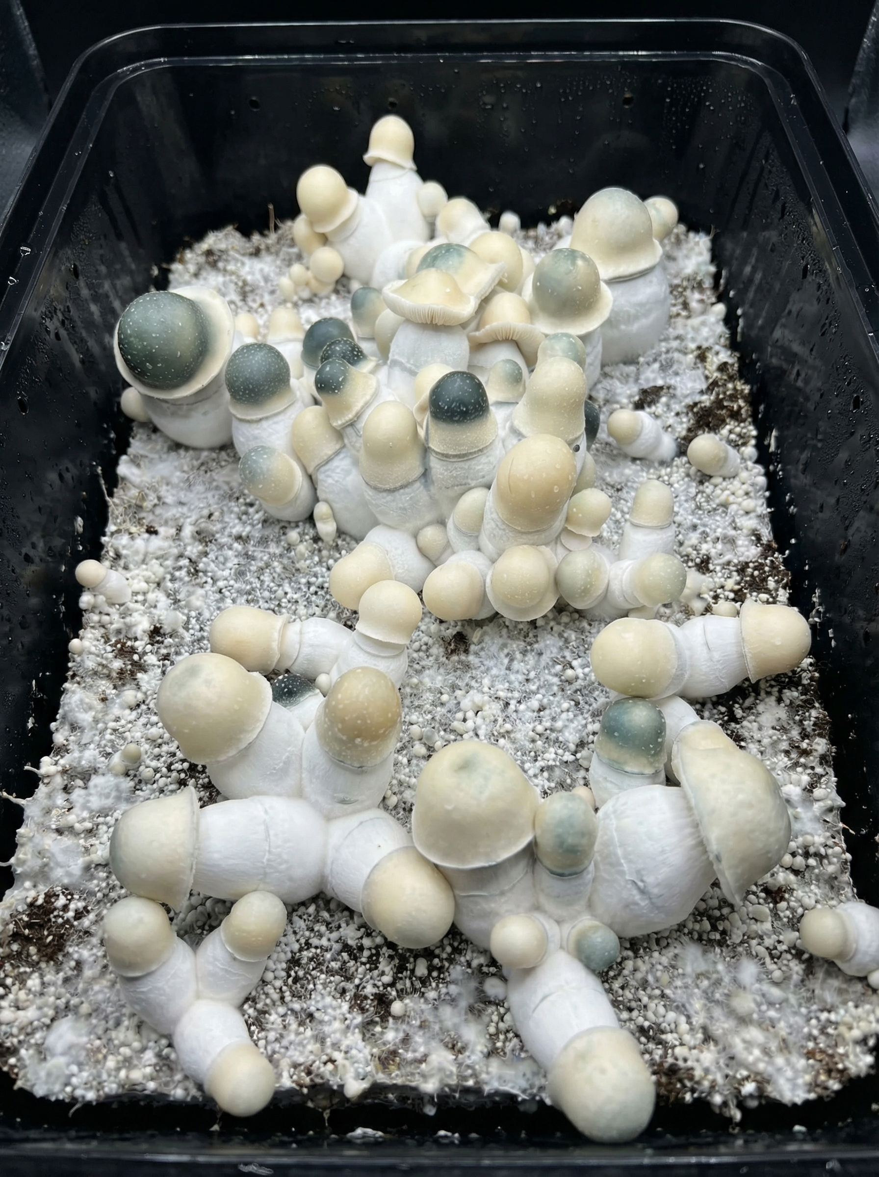 Albino Penis Envy mushrooms