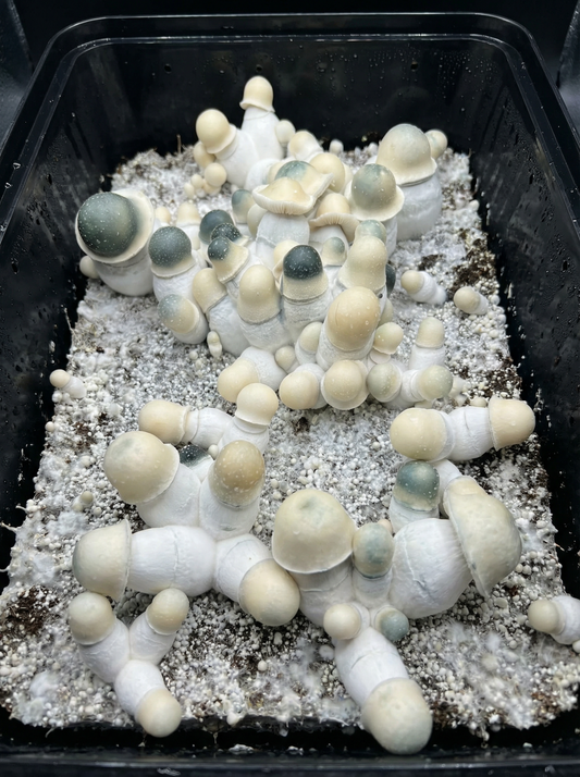 Albino Penis Envy mushrooms
