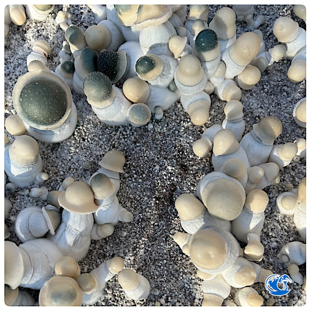 Albino Penis Envy Psilocybe Cubensis