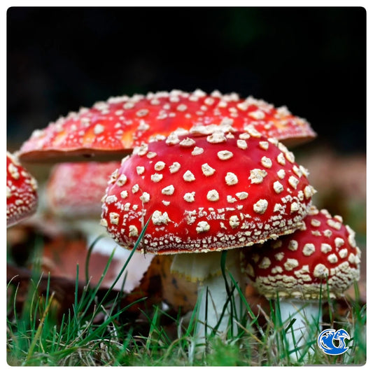 Amanita Muscaria Isolated Syringe