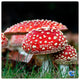Amanita Muscaria Isolated Syringe
