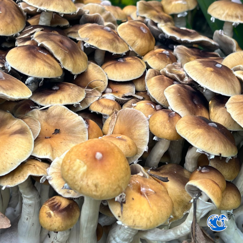 Amazon Spore Syringe