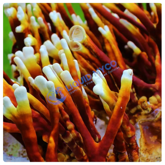 Antler Reishi Mushrooms