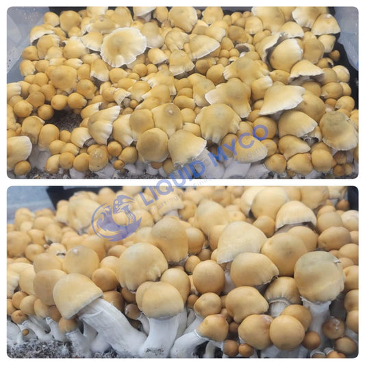 Apehilly Bumpkin psilocybe cubensis