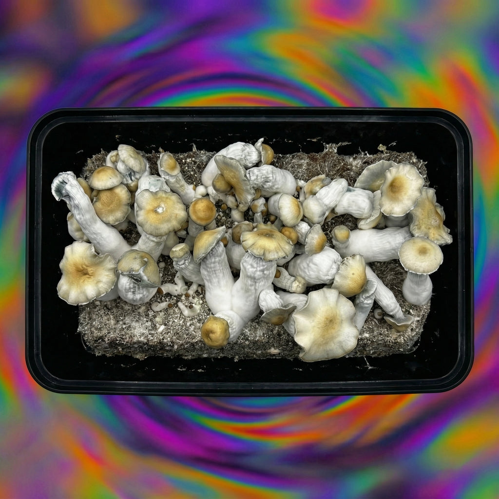 Apehilly Bumpkin top view