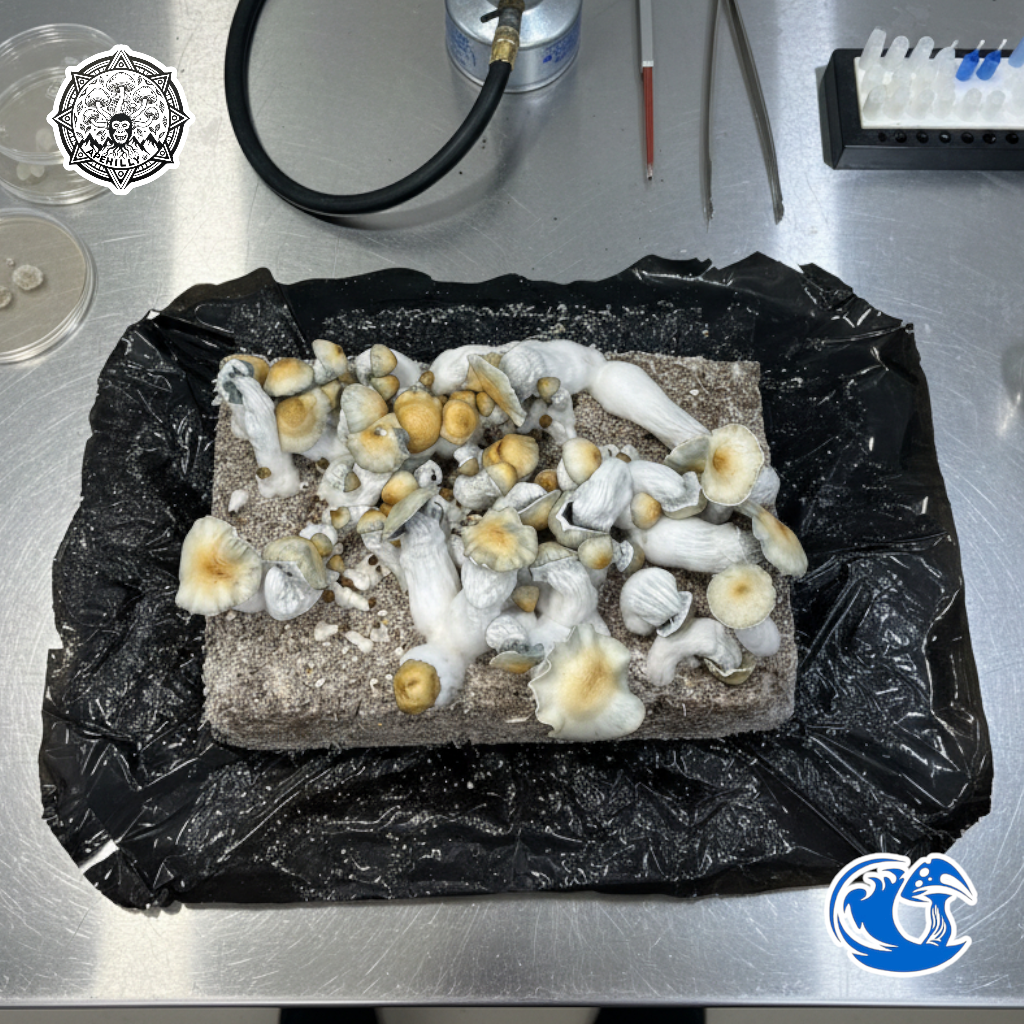 Apehilly Bumpkin (HBPxAPE) Liquid Culture Syringe