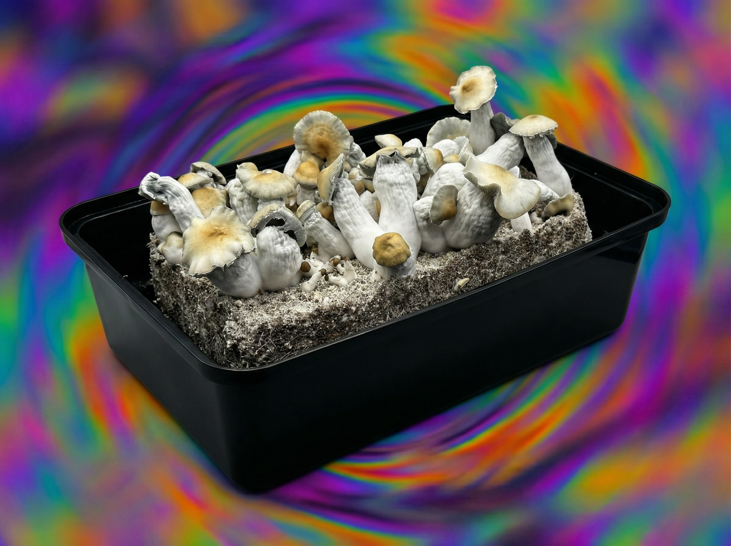 Apehilly Bumpkin Side view