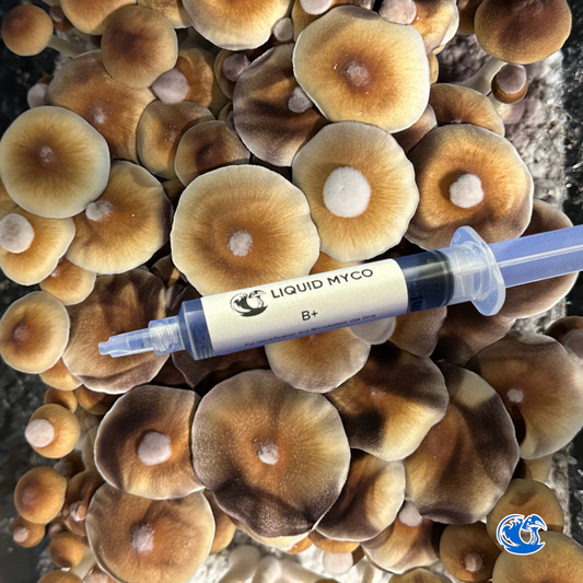 B+ Spore Syringe