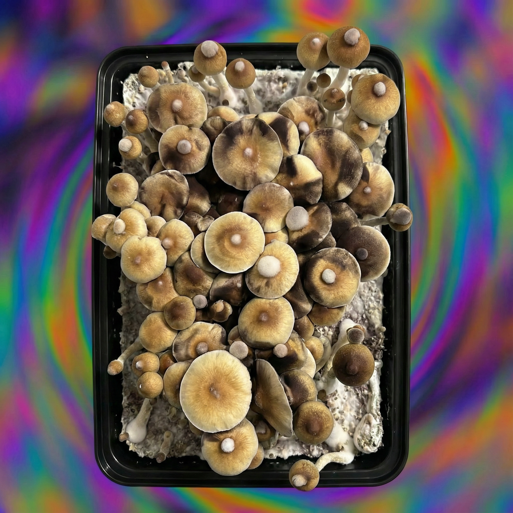 B+ mushrooms top view
