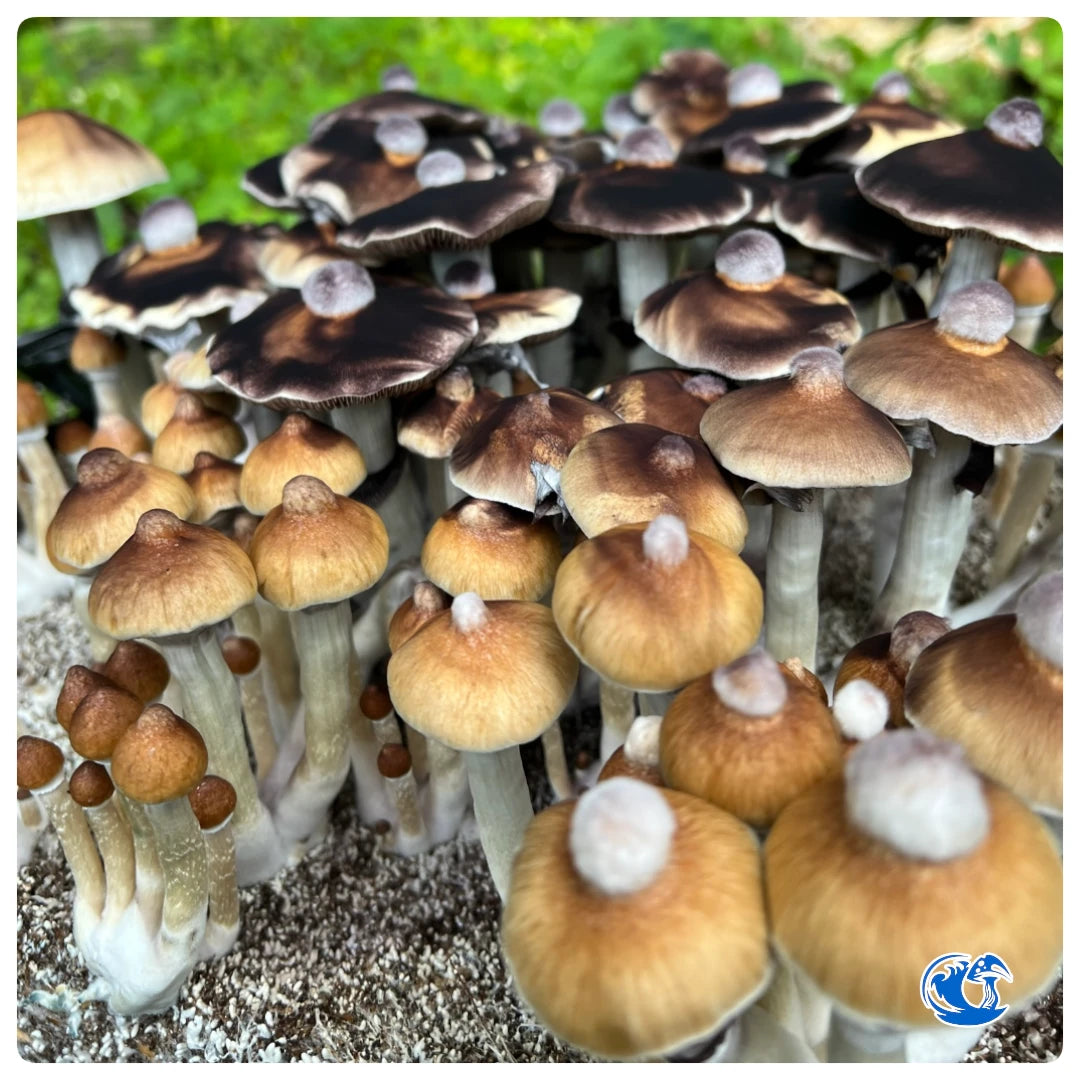 B+ psilocybe cubensis