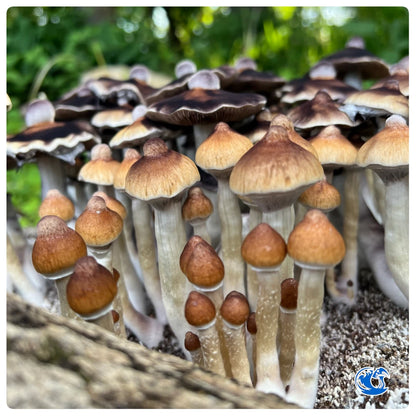 B+ magic mushrooms