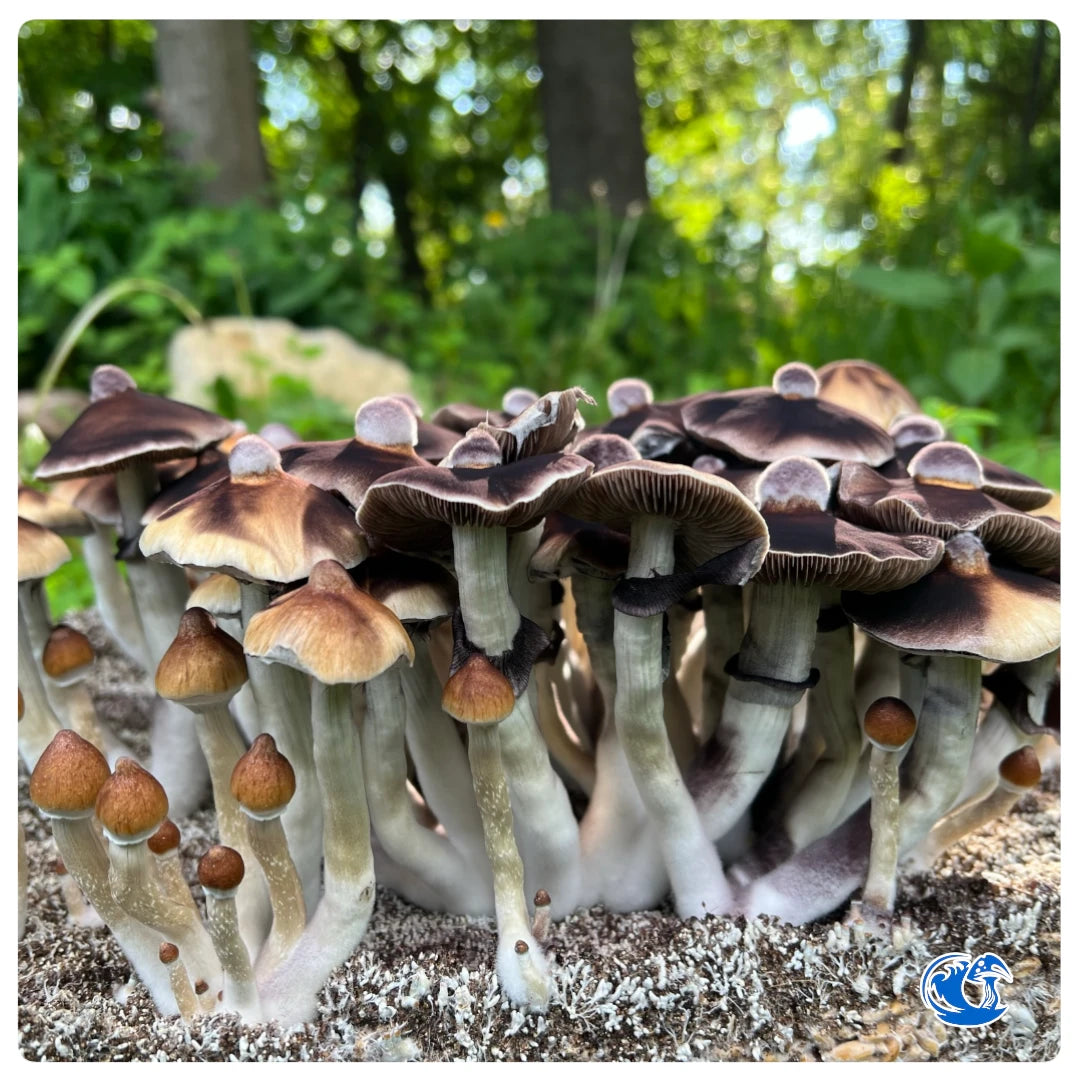 B+ Mushrooms
