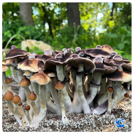 B+ Mushrooms