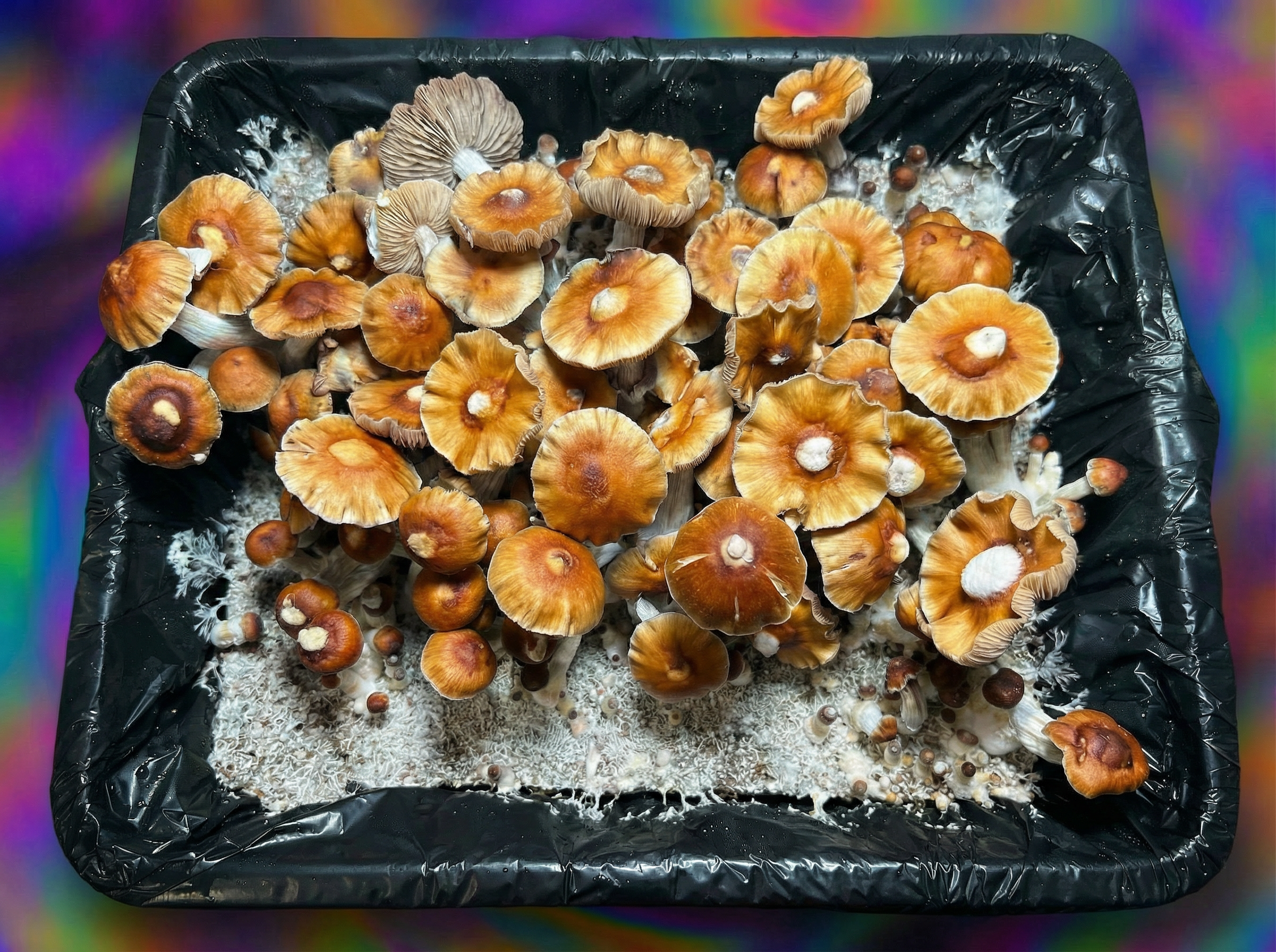 Blue Magnolia Liquid Culture LM Main