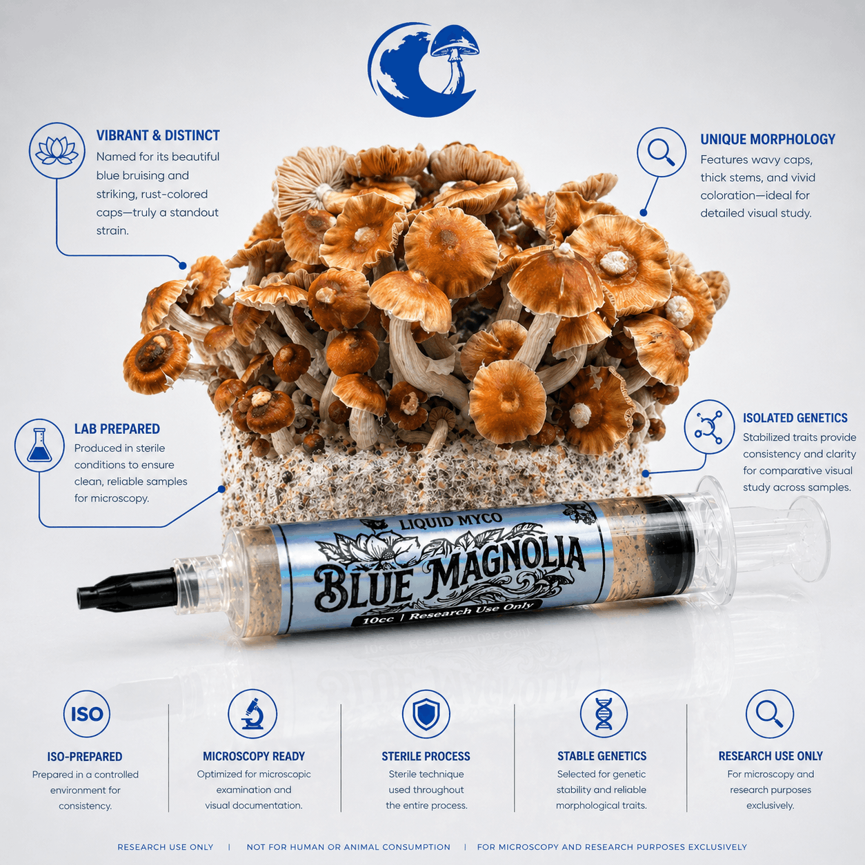 Blue Magnolia Infographic