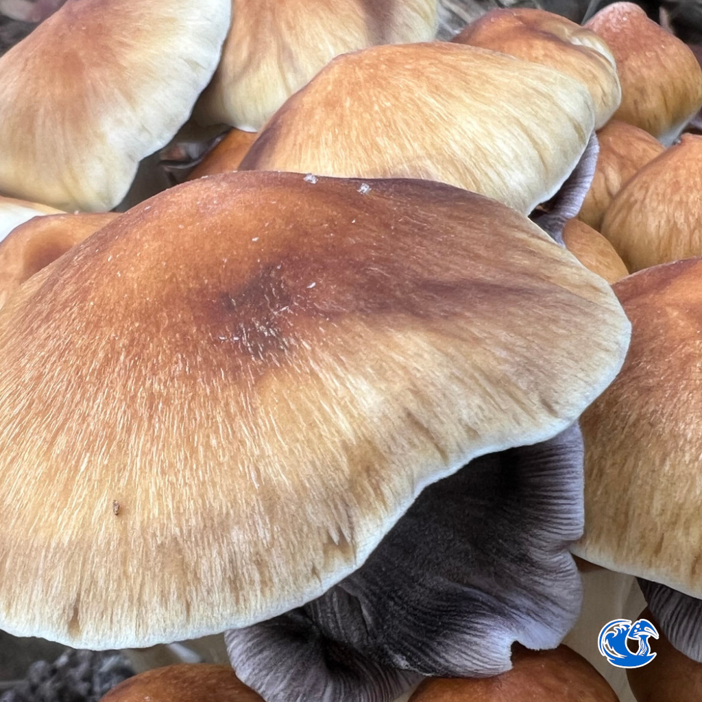 Blue Meanie Cube Spore Syringe