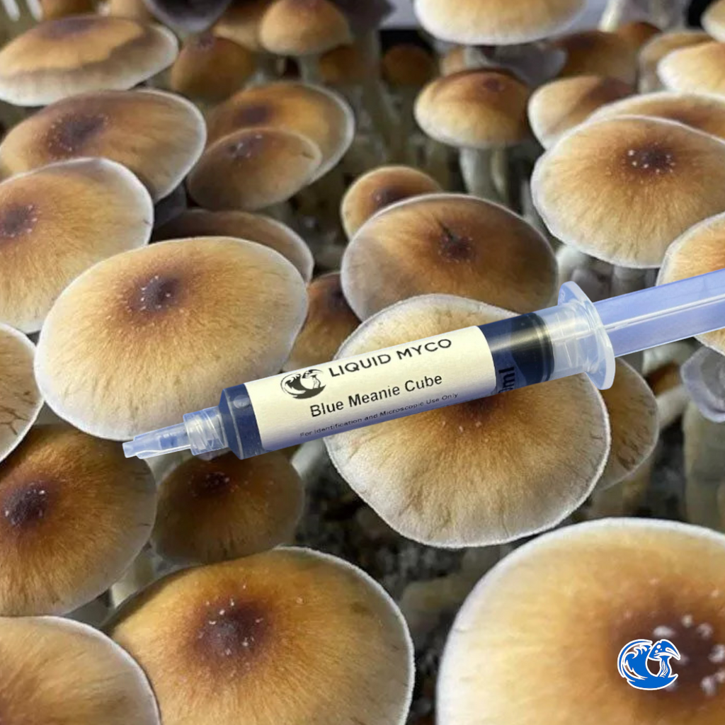 Blue Meanie Cube Spore Syringe