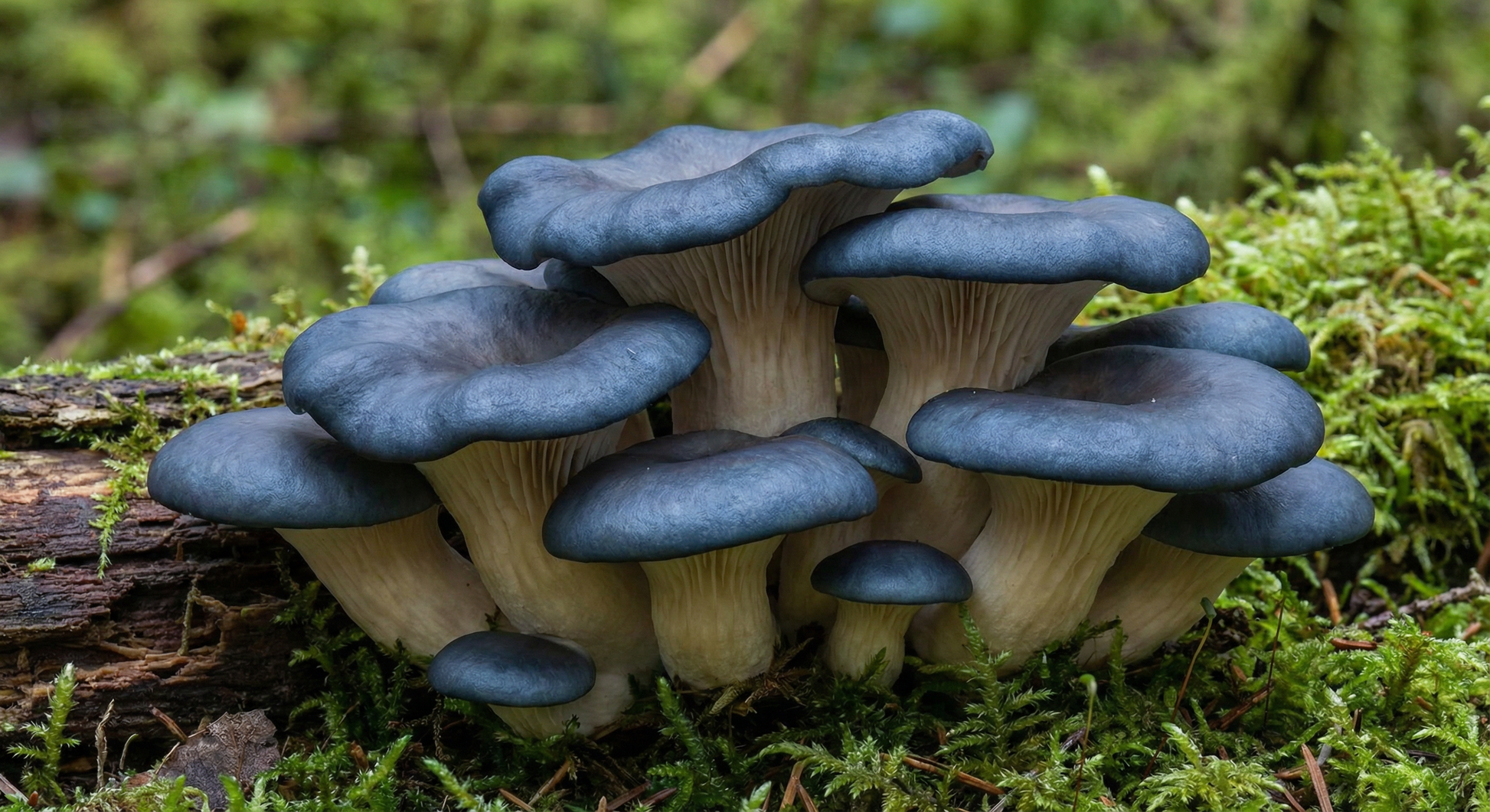 Blue Oyster Mushrooms