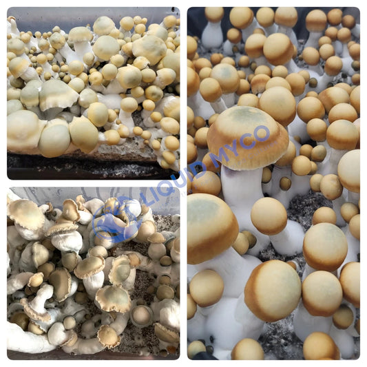 Bluey Vuitton Mushrooms