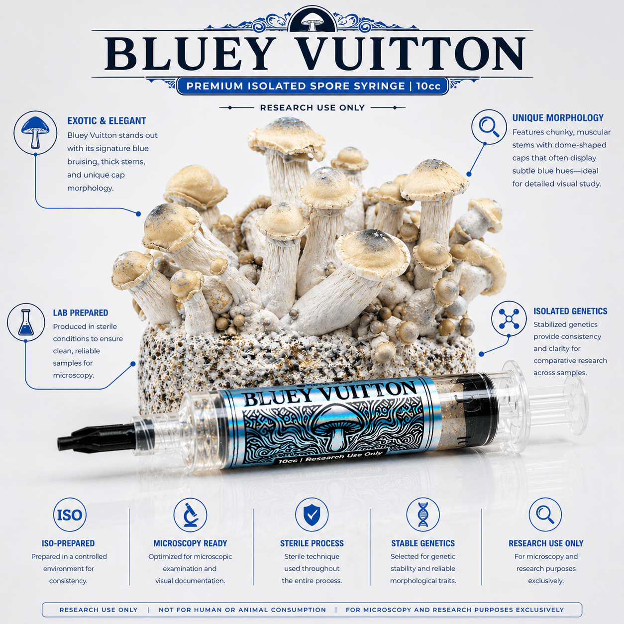 Bluey Vuitton Infographic