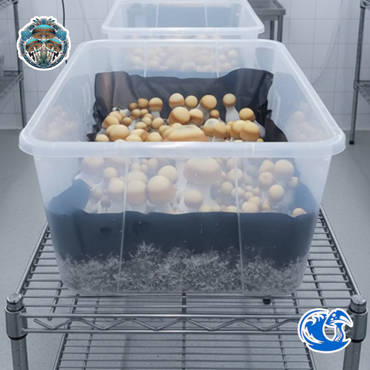 Bluey Vuitton Liquid Culture Syringe