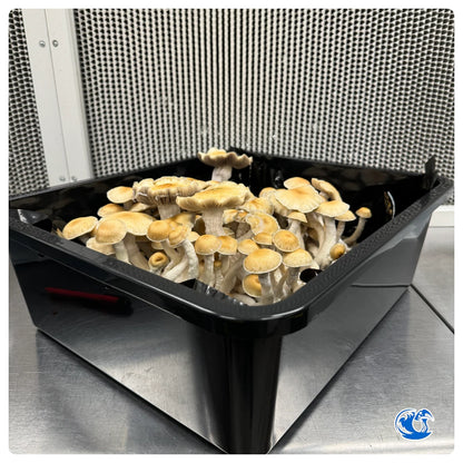 Bull-Run Mushrooms