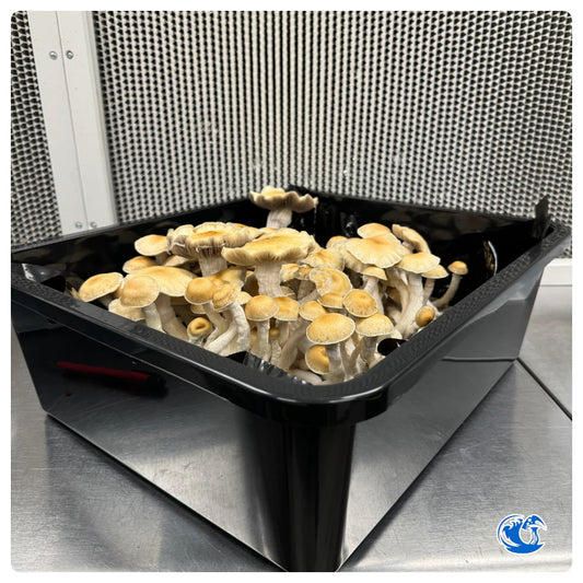 Bull-Run Mushrooms