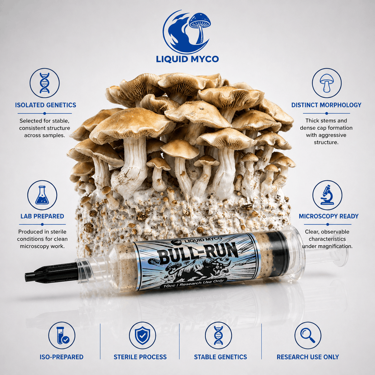Bull-Run Infographic