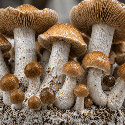 Bull-Run Macro