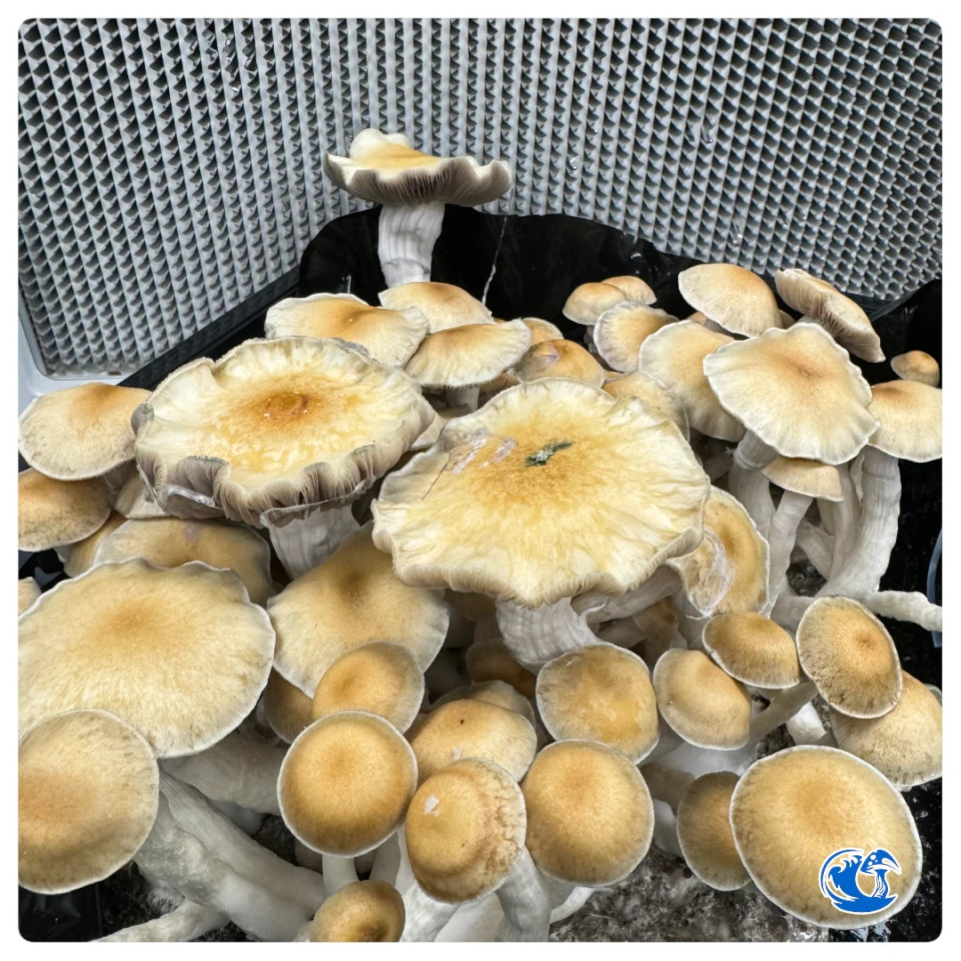 Bull-Run psilocybe cubensis