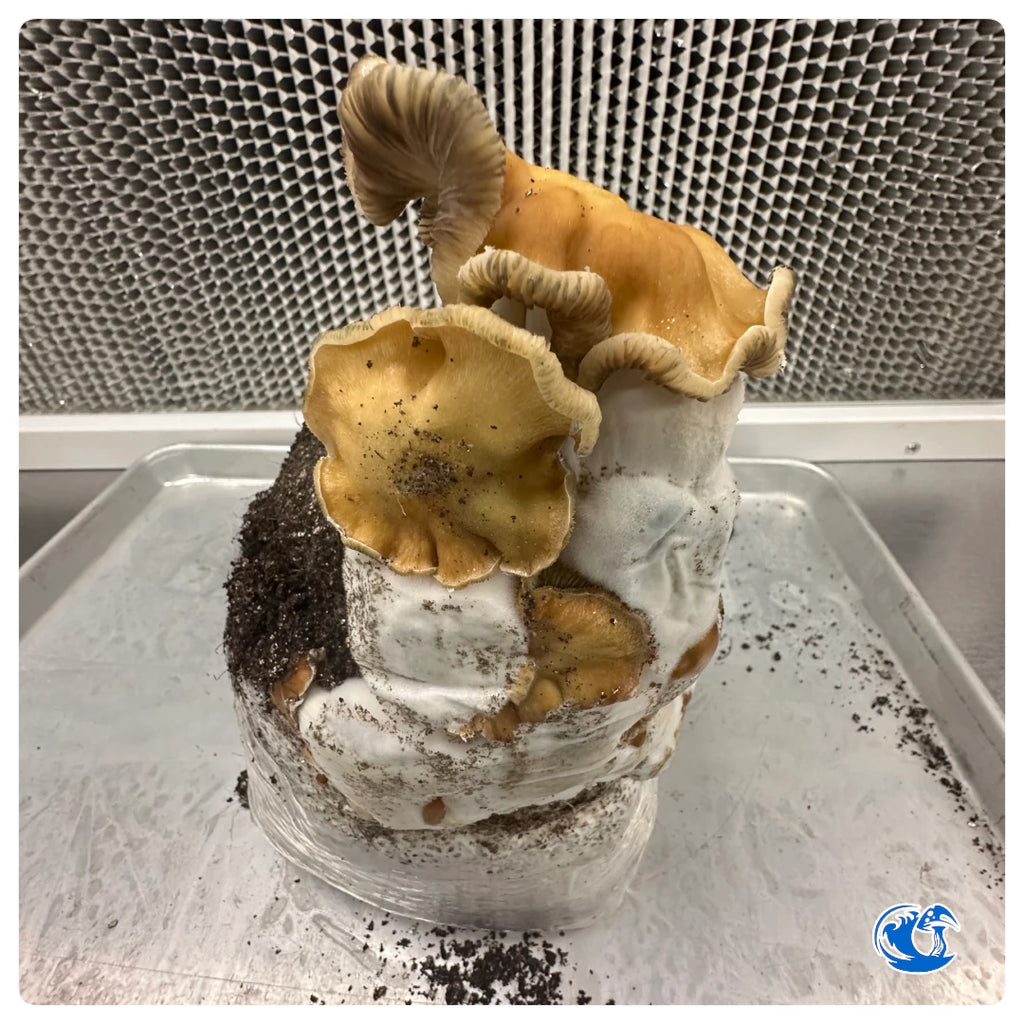 Bull-Run magic mushrooms