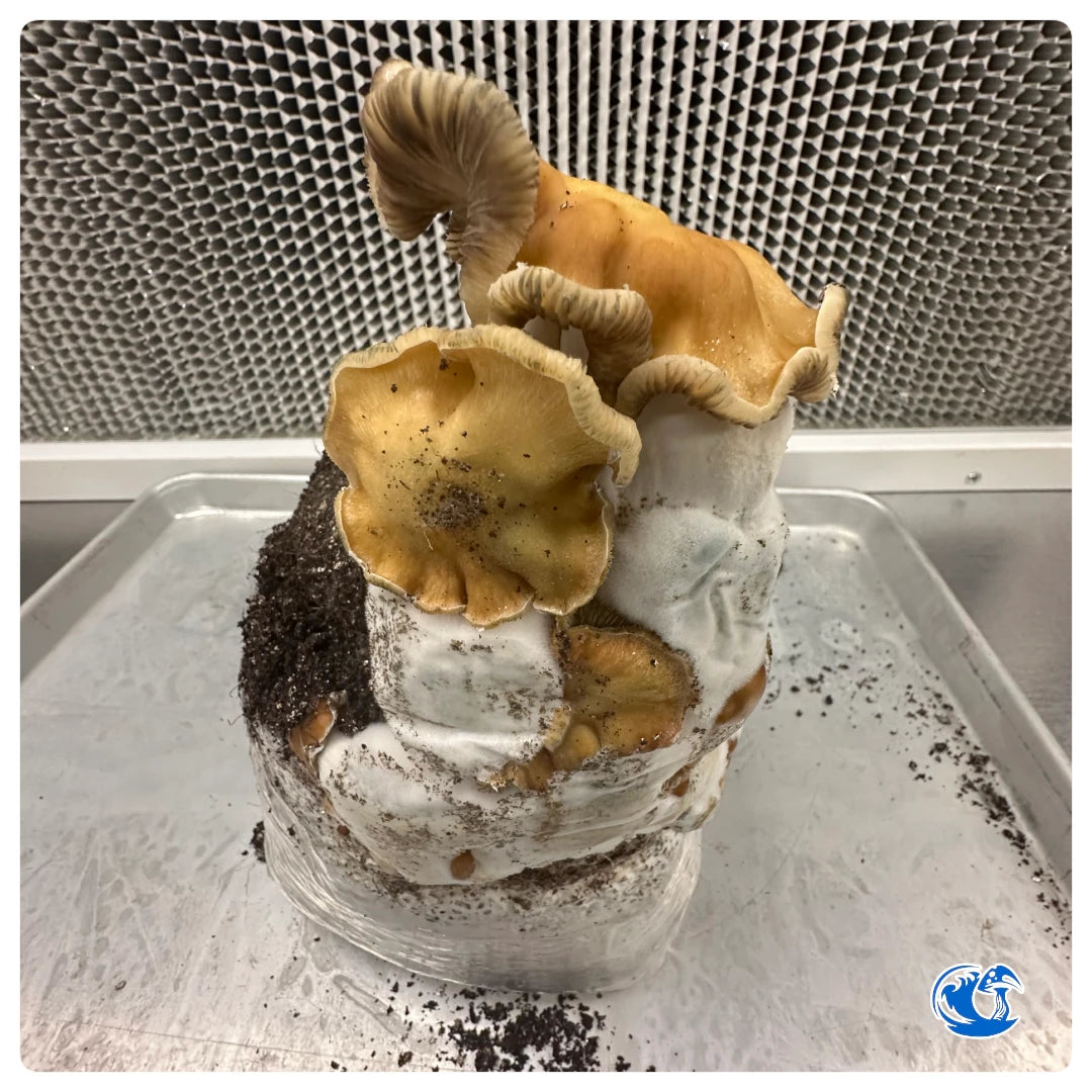 Bull-Run magic mushrooms