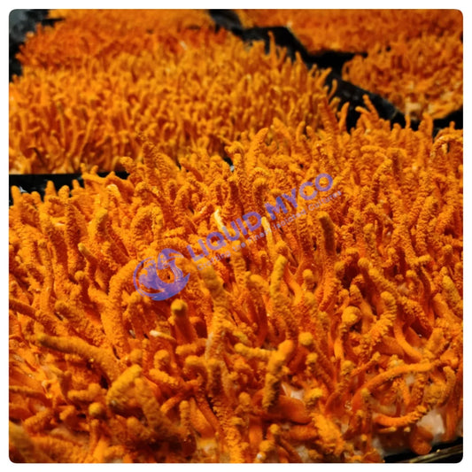 Cordyceps Militaris Mushooms