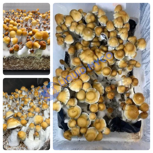 Frankenstein Penis Envy mushrooms