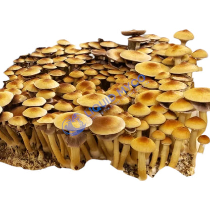 Golden Mammoth mushrooms