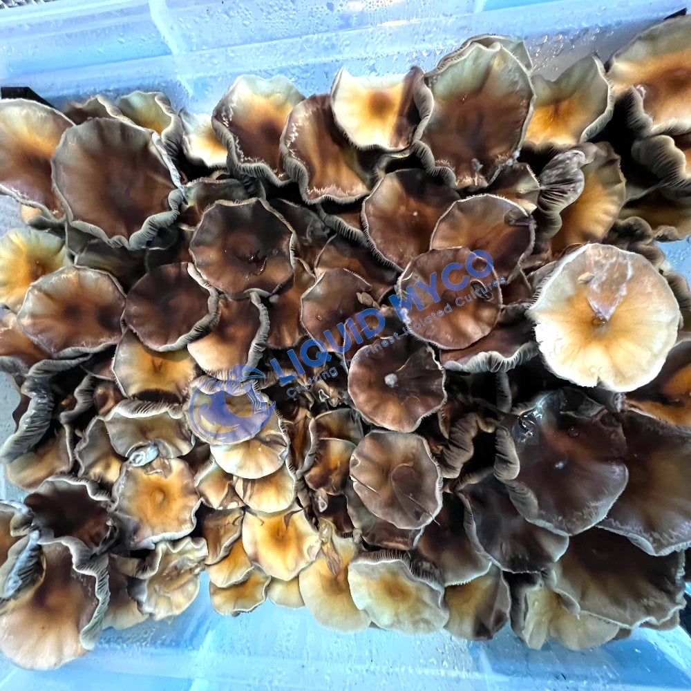 Golden Teacher mushrooms