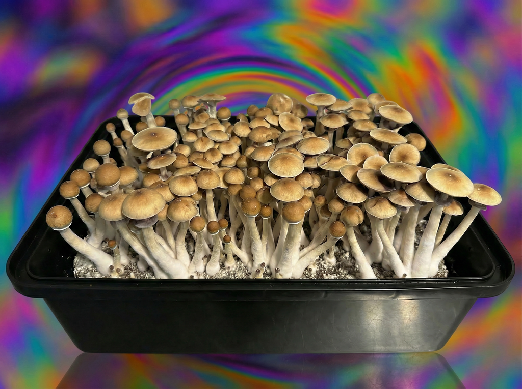 Golden Mammoth magic mushrooms side view